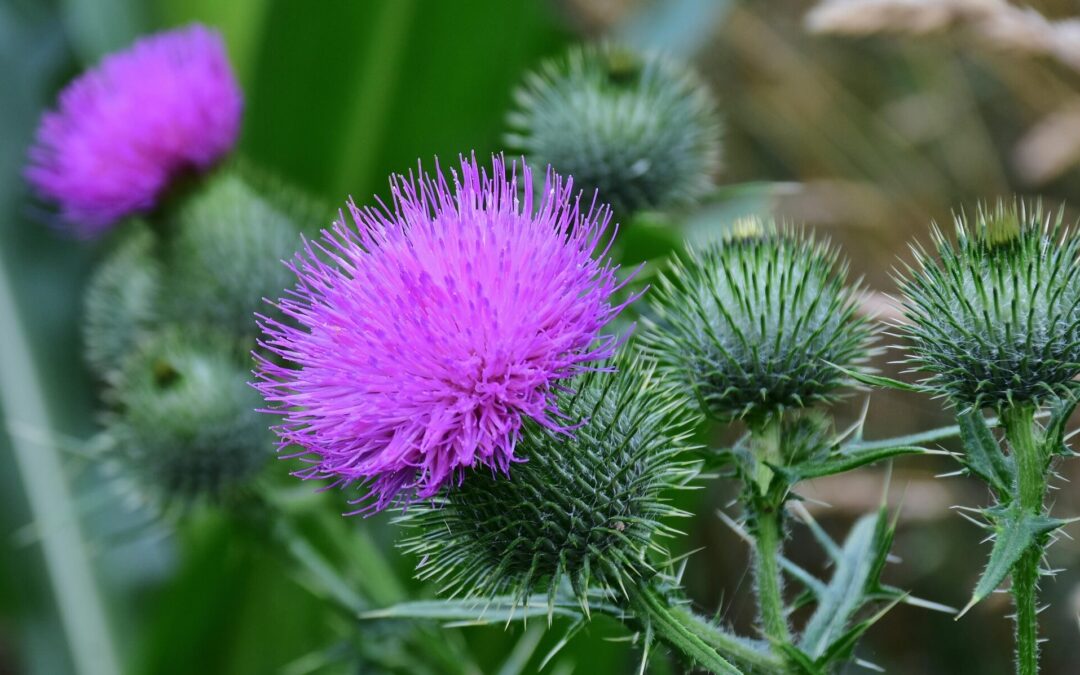 thistle-2539745_1920
